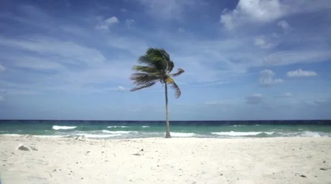 Caribbean beach palm tree Video stock 42454422