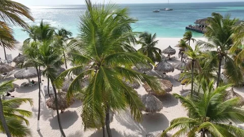 Caribbean Beach Palm Trees Stock Footage 242074062