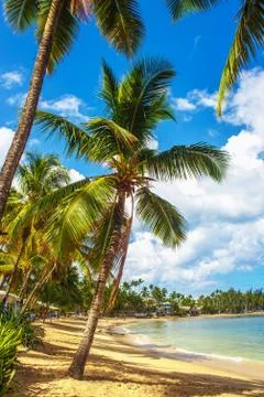Caribbean beach Stock Photos