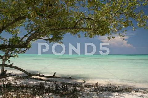 Caribbean beach tree Stock Photos