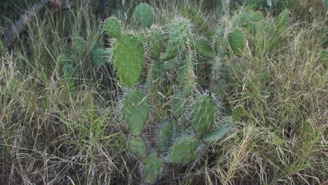 Caribbean Cactus 動画素材 150844998