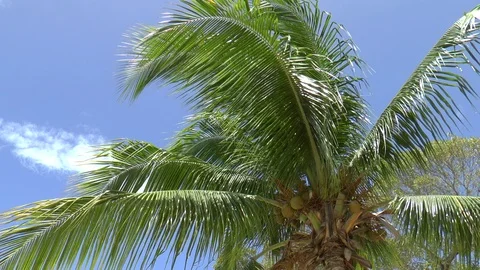 Caribbean Coconut Tree In A Breeze Stock Footage 110759703