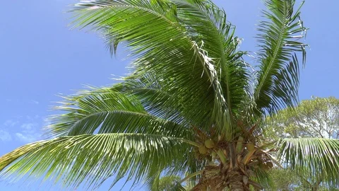 Caribbean Coconut Tree Stock Footage 110760524