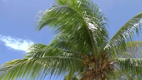 Caribbean Coconut Tree In A Strong Wind Stock Footage 110752679