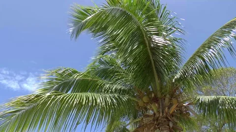 Caribbean Coconut Tree Time Lapse Stock Footage 110750644