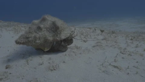 Caribbean Conch Stock Footage 297029997