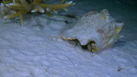 Caribbean Conch shell walking, moving over sand bottom, extending her Stock Footage 250229465