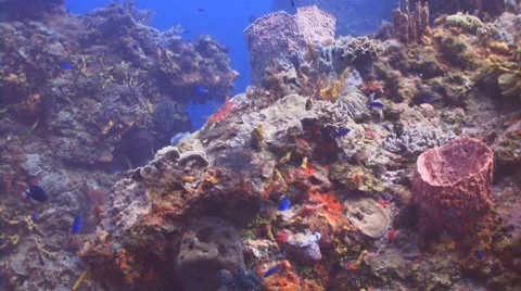 Caribbean coral reef Stockbeeldmateriaal 7767457