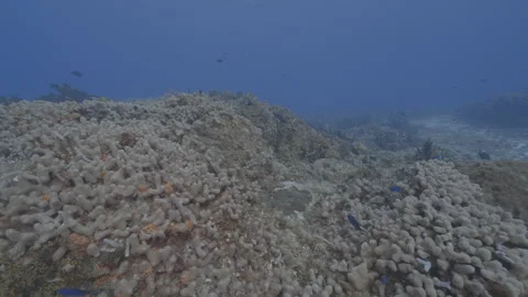 Caribbean coral reef Stock Footage 297029668