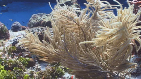 Caribbean dancing coral 库存影片 946907