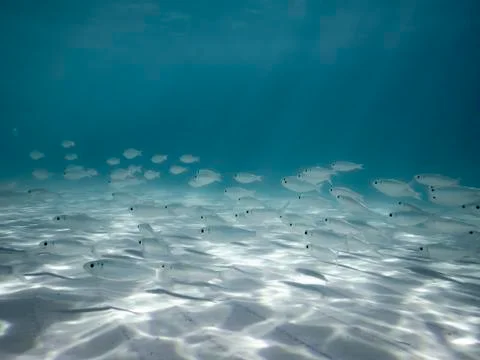 Caribbean Fish Stock Photos