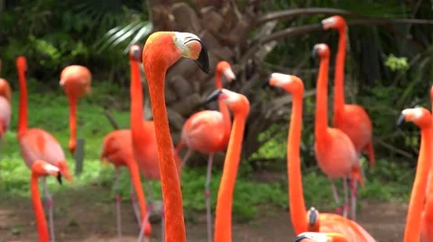 Caribbean flamingo (Phoenicopterus Ruber). Stock Footage