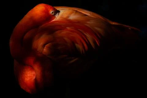 Caribbean Flamingo 库存照片