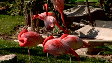 Caribbean Flamingos  Stock Footage 40669004