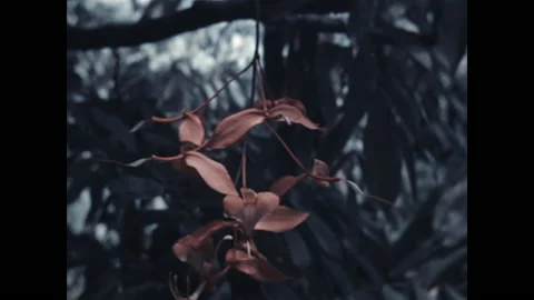 Caribbean Flora 1938 Stock Footage 196174403