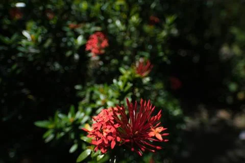 Caribbean Flower Stock Photos