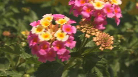 Caribbean flowers Видео 2005373