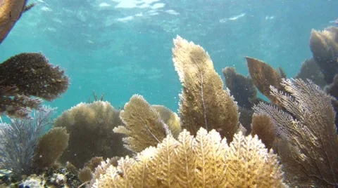 Caribbean Stock Footage 7755061