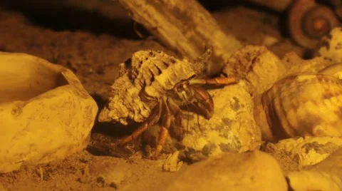 Caribbean hermit crab Video stock 49094288