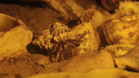 Caribbean hermit crab Stock Footage 49096784