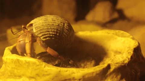 Caribbean hermit crab Stock Footage 49096860