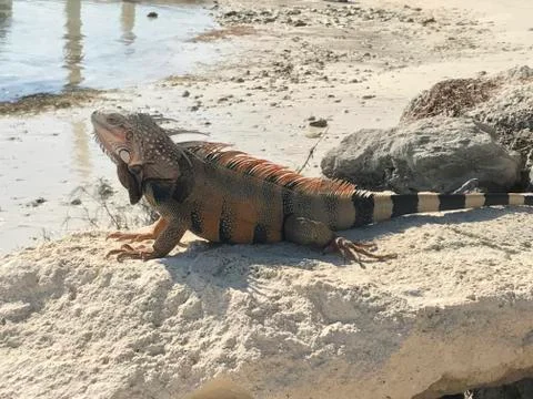 Caribbean Iguana Fotos de archivo