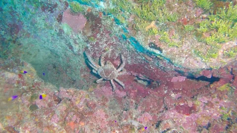Caribbean king crab in a cave. Video stock 163473142