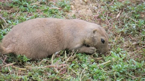 Caribbean land beaver in the reserve Stock Footage 255386801