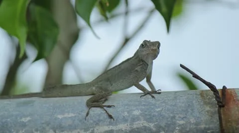 Caribbean lizard 1 Stock Footage 12074990