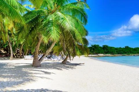 Caribbean palm beach Stockfoto's