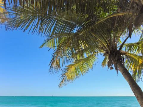 Caribbean palm Stock Photos