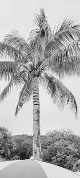 Caribbean Palm 写真素材