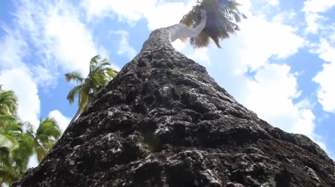 Caribbean Palm Tree Video stock 67906551