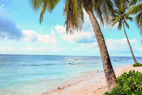 Caribbean palm tree Stock Photos