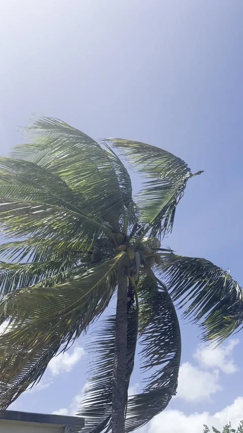 Caribbean palm tree swaying in the midday breeze and a blue sky backdrop Stock-Footage 336569277