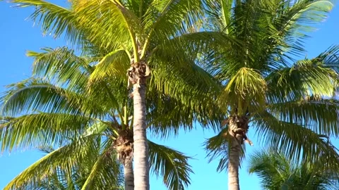 Caribbean Palm Trees with blue skies Stock Footage