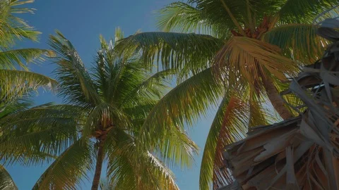 Caribbean palm trees swaying in the wind on sunny day 01 Vídeos de archivo 100602045