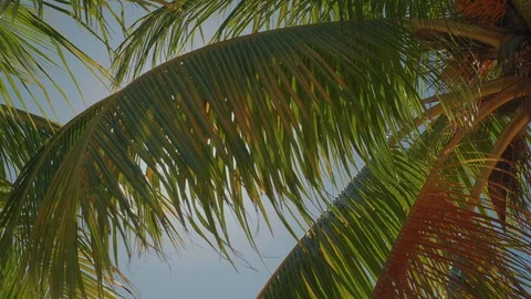 Caribbean palm trees swaying in the wind on sunny day 02 스톡 동영상 100602756