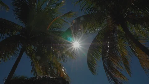 Caribbean palm trees swaying in the wind on sunny day 04 Video stock 100603260