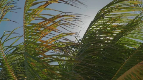 Caribbean palm trees swaying in the wind with bright sun 01 Stock Footage 100603563