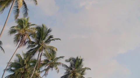 Caribbean palm trees tilt down to road cars pass 01 스톡 동영상 45345077