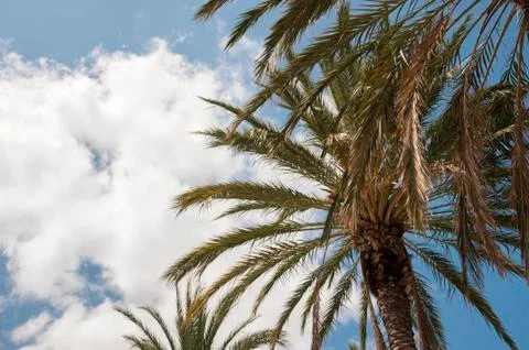 Caribbean with palms 写真素材