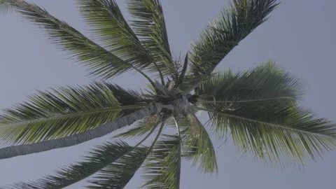 Caribbean palms in winds trees in the tropics in Dominican slog 2 S-Gamut. Stock Footage 226096472
