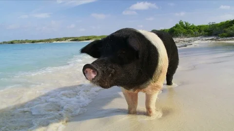 Caribbean pigs in the sea Pig Beach Baha... | Stock Video | Pond5