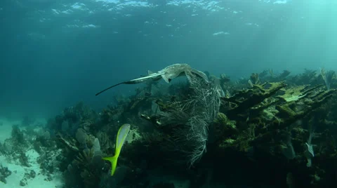 Caribbean Rays Stock Footage 35654596