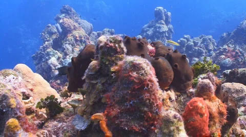 Caribbean reef 2 Vidéo 5090720