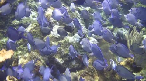 Caribbean Reef Fish 스톡 동영상 48085941