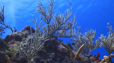Caribbean reef Vídeo Stock 5090775