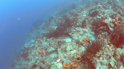 Caribbean Reef Stock Footage 12146825