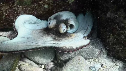 A Caribbean reef octopus being curious Stock Footage 166170245